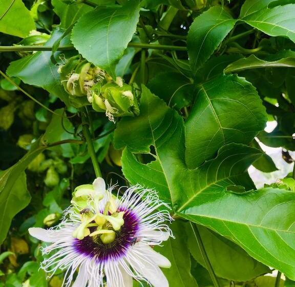 Hotel Durian Ecolodge