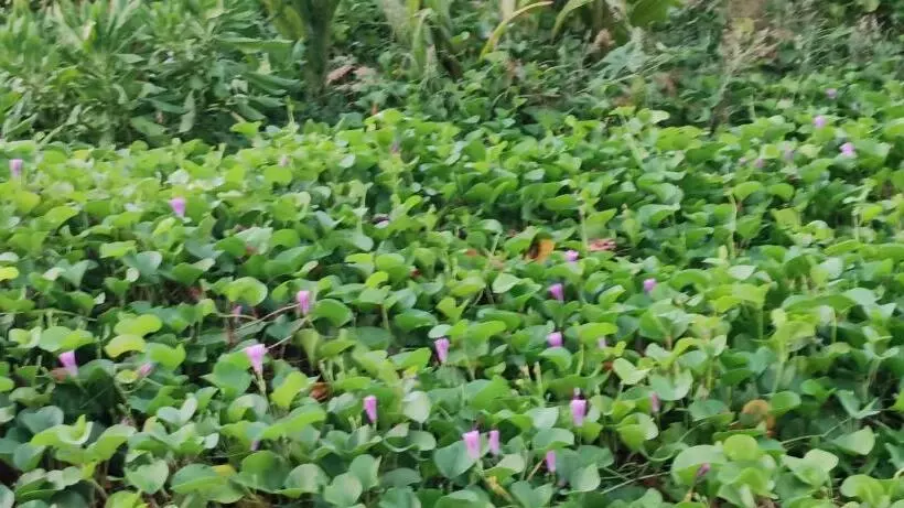 تختخواب و صبحانه Manta Sky Inn