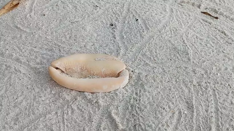 تختخواب و صبحانه Manta Sky Inn