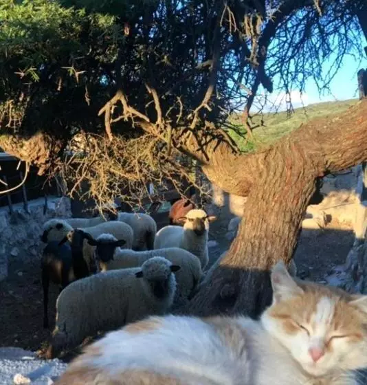 تختخواب و صبحانه Establecimiento La Soleada Suites De Campo