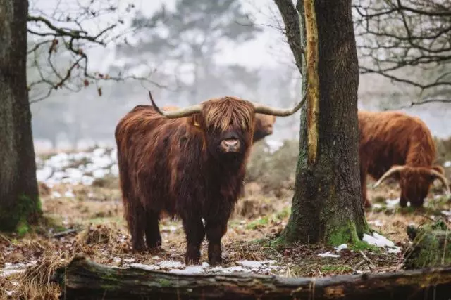 Bed & Breakfast   Appartement D Ambacht