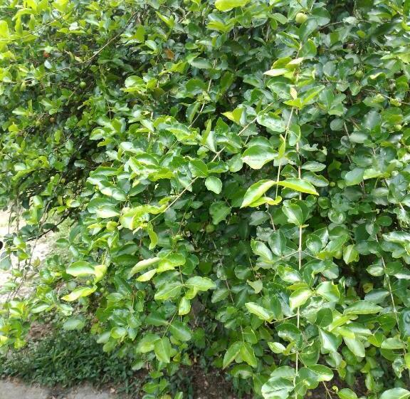 پانسیون Onça Parda Hospedagens Com Cachoeira Privativa