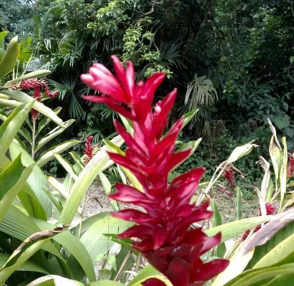 پانسیون Onça Parda Hospedagens Com Cachoeira Privativa