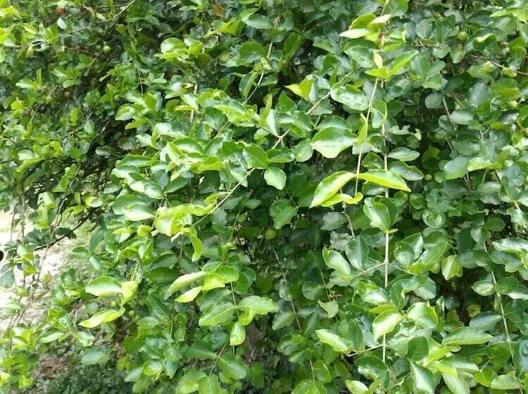 پانسیون Onça Parda Hospedagens Com Cachoeira Privativa