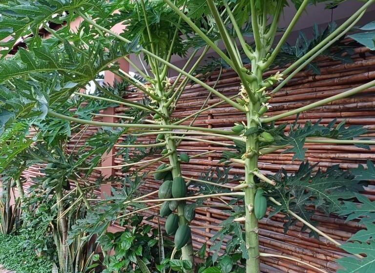 بنسيون Villas Casa Tomasa