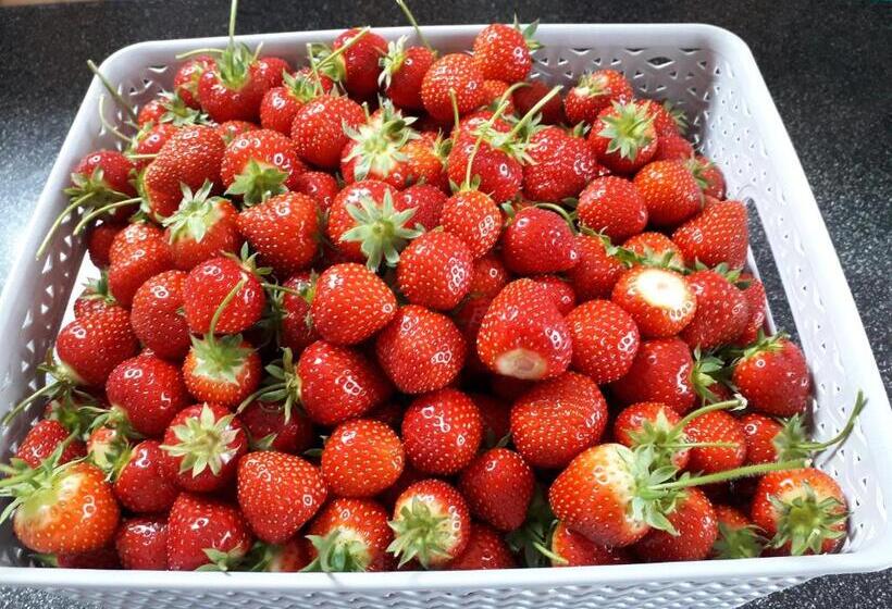 مبيت وإفطار Wild Air Guest House