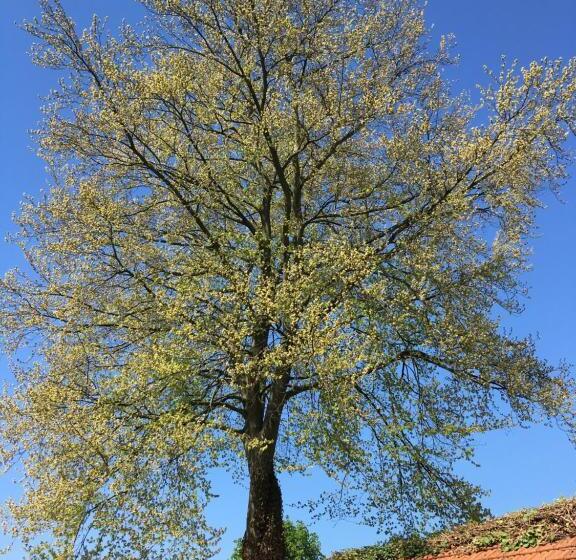 B&b Villa Kriekenbeek