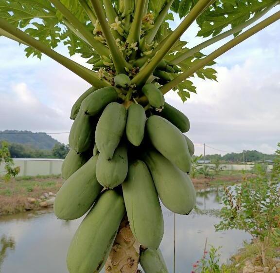 פנסיון Chakkai Village Living Guest House