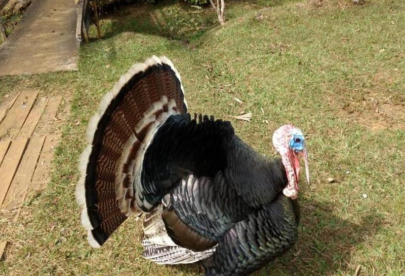 호스텔 Pousada Das Nascentes