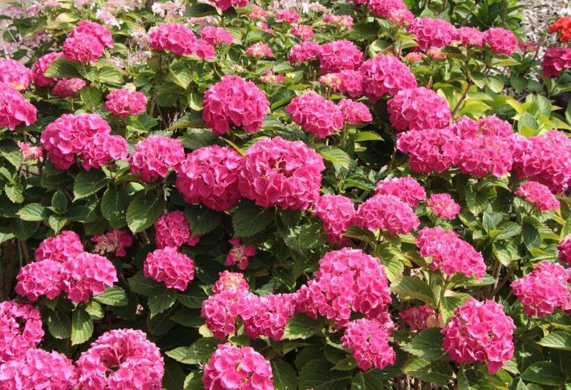 Pension Auf Der Düne