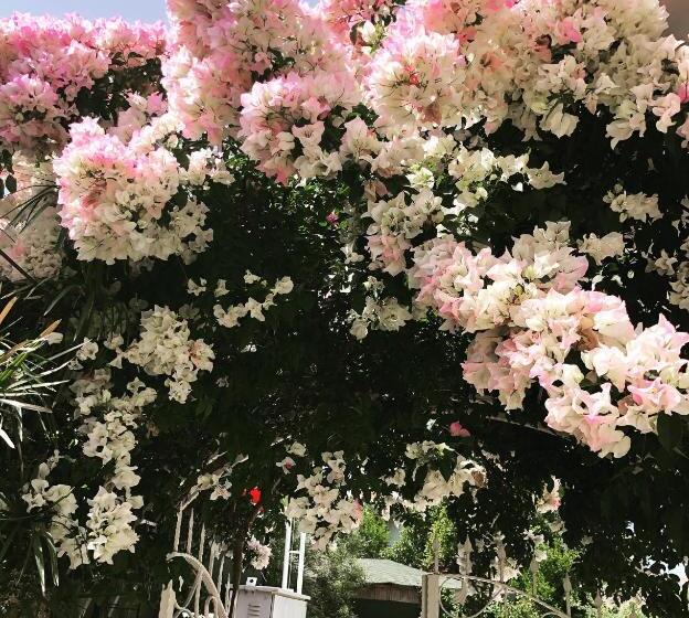 ホテル Arp Dalyan