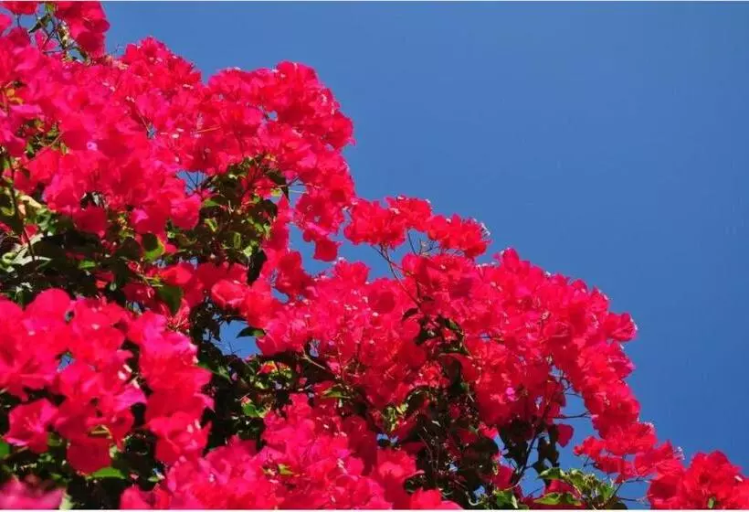 Kefalonia Beach Hotel & Bungalows