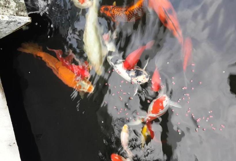 פנסיון 50 College Drive B&b