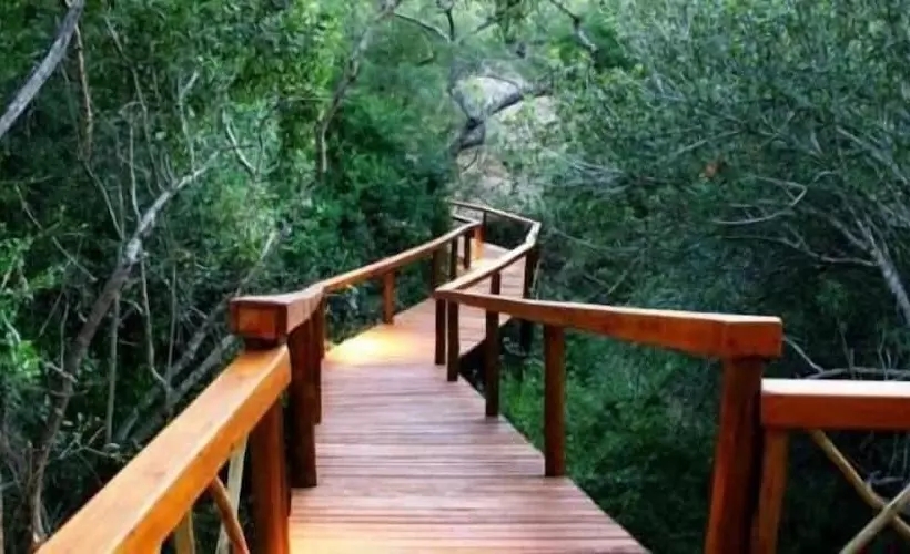 ホテル Lion Tree Top Lodge