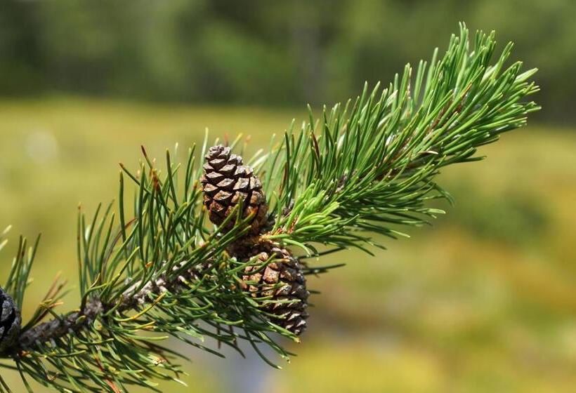 Отель Bödele Alpen