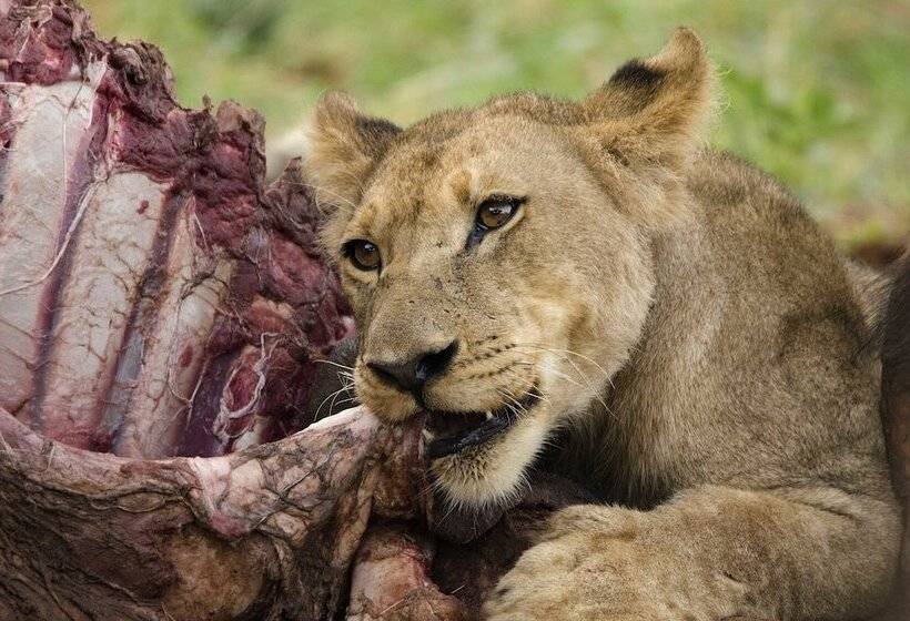 تختخواب و صبحانه The Old House