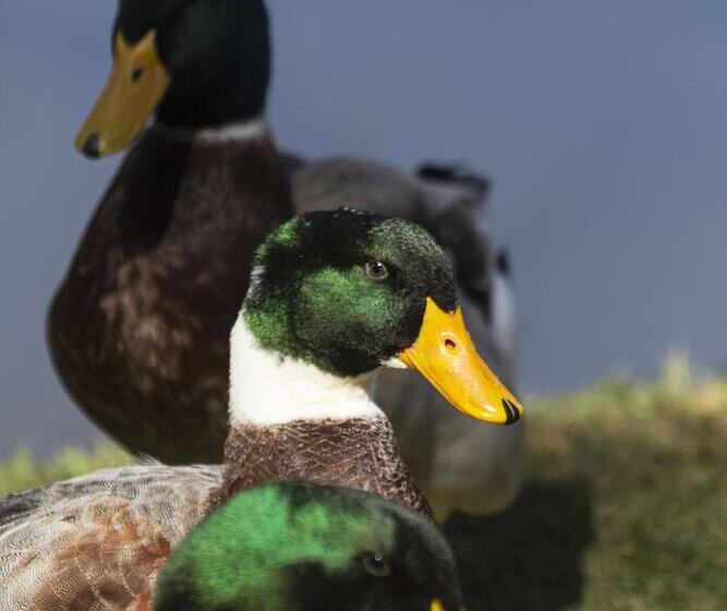 Отель Resort Fazenda 3 Pinheiros