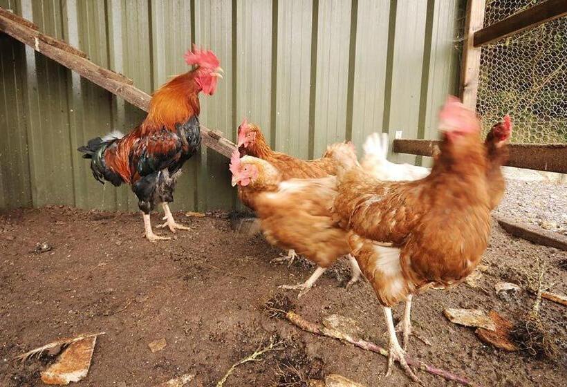 Sneem River Lodge Bed & Breakfast