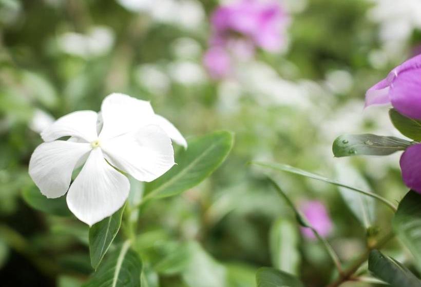 فندق Blue Buddha