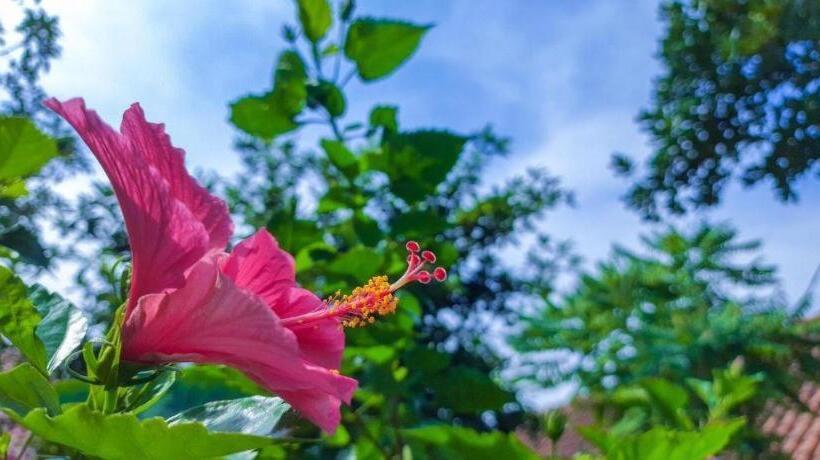 בית מלון כפרי Zuzu Sumeru