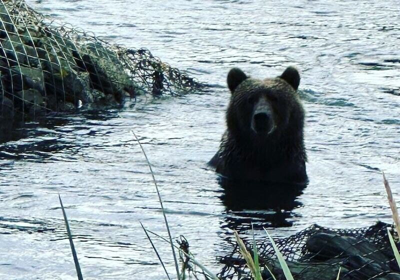 Szálloda Driftwood Wilderness Lodge