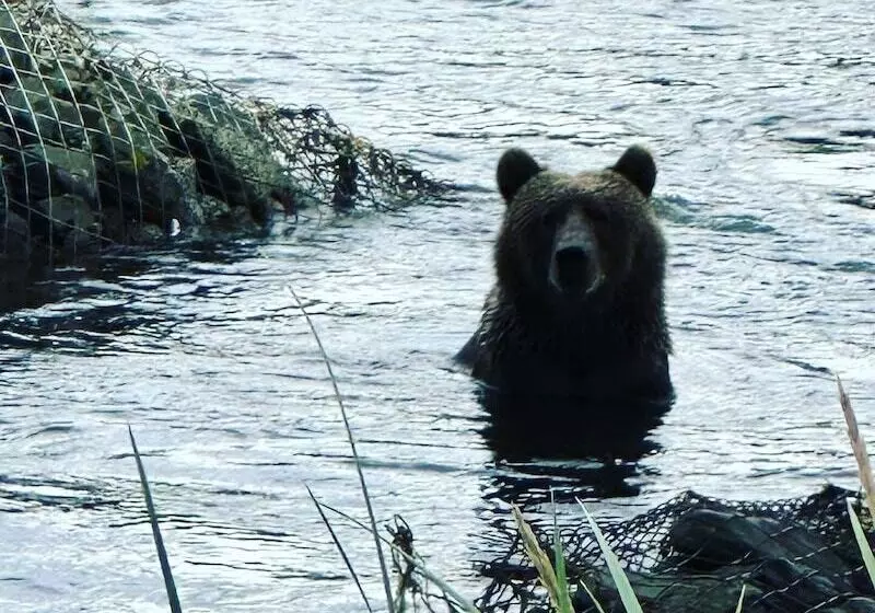 Hotelli Driftwood Wilderness Lodge