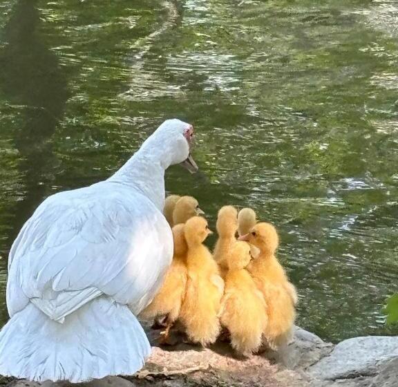 هتل Hosteria Real Santa Fe