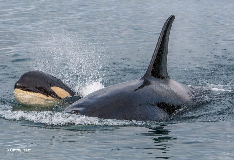 酒店 Great Alaska Adventure Lodge