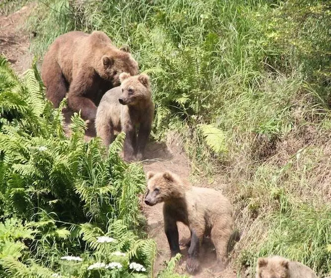 ホテル Great Alaska Adventure Lodge