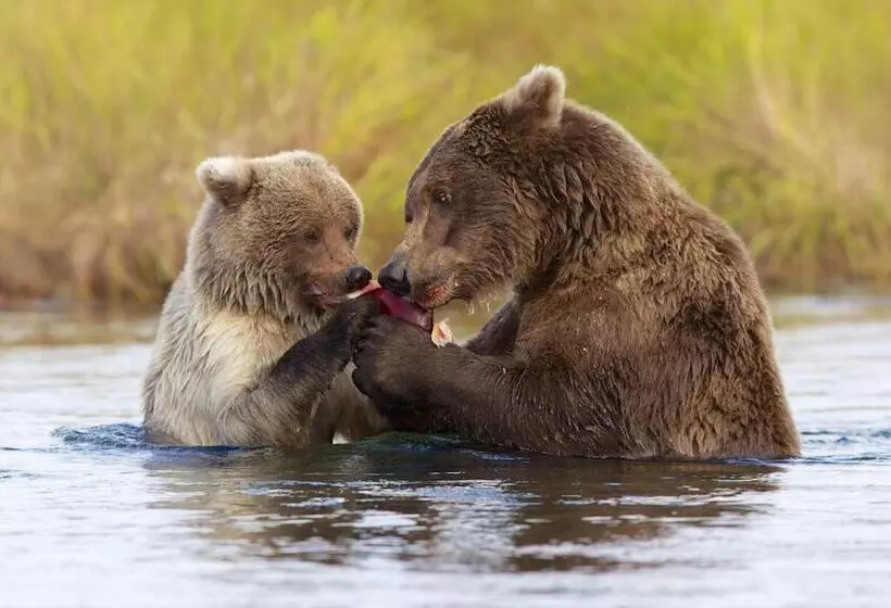 ホテル Great Alaska Adventure Lodge