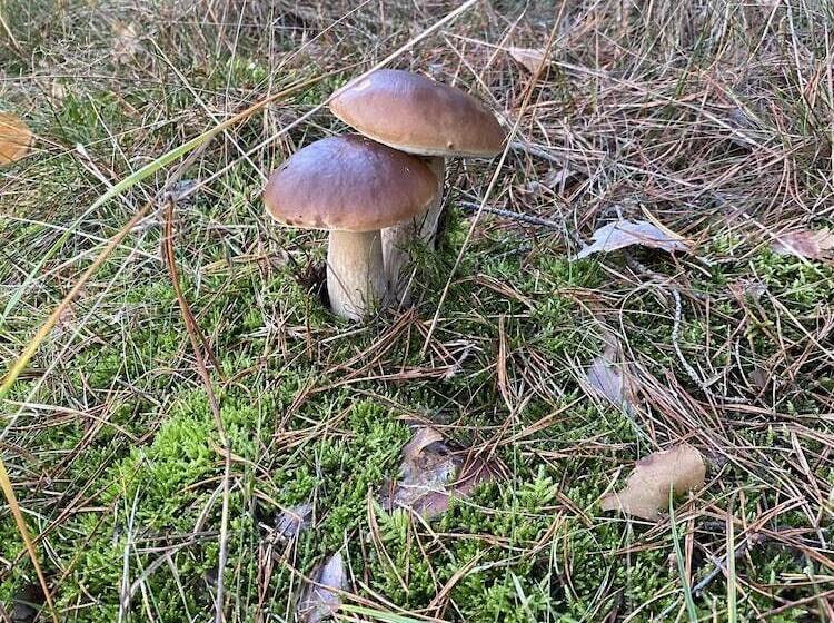 بنسيون Haus Stenzinger