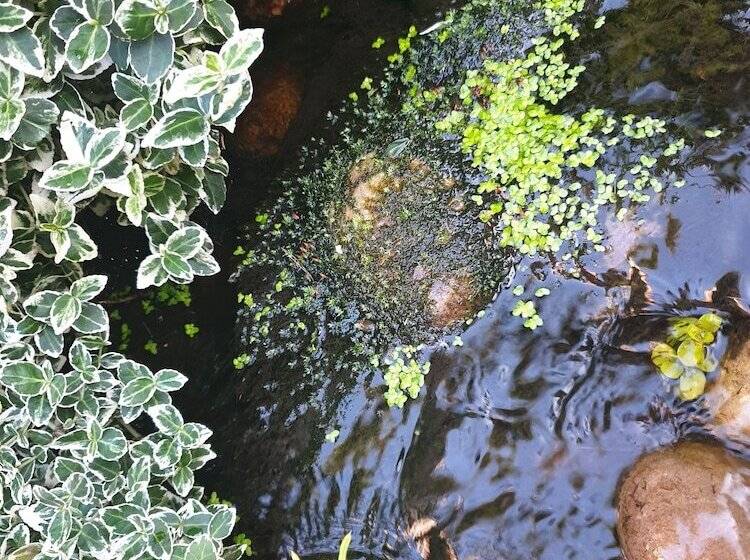 ペンション Tropical Garden Oasis Rooms