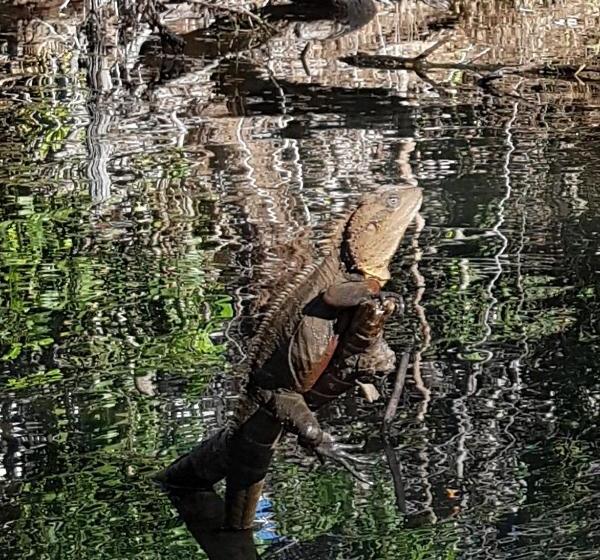 מוטל Tropic Oasis