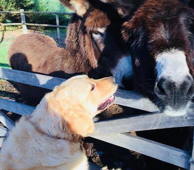 리조트 Clover Cottage Country Retreat