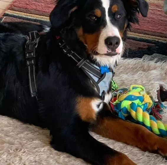 Aamiaismajoitus (B&B) Mount Peale Country Inn