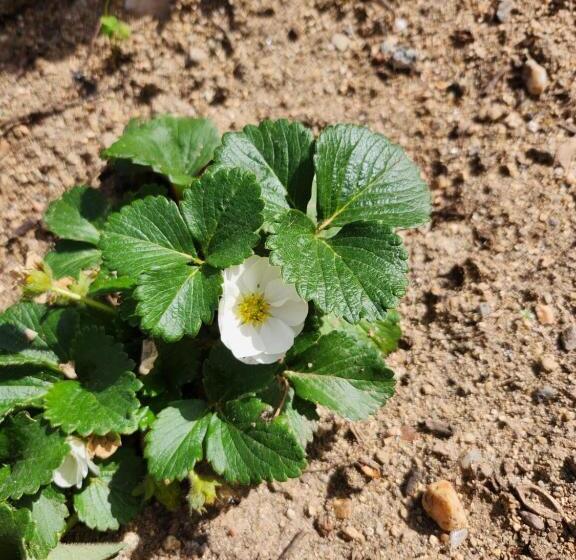 پانسیون Figu Morisca Silì