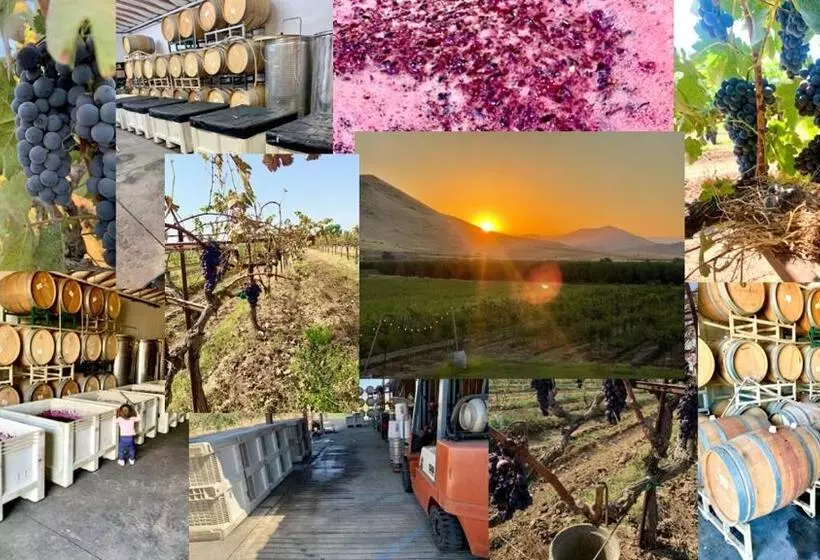 Aamiaismajoitus (B&B) Sequoia View Vineyard