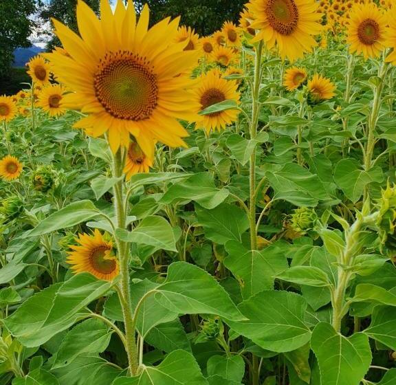 酒店 Agritur Calvola