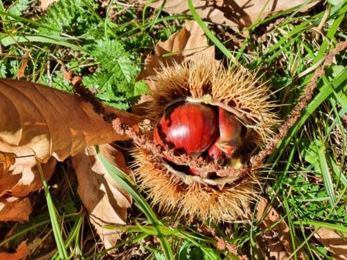 酒店 Agritur Calvola