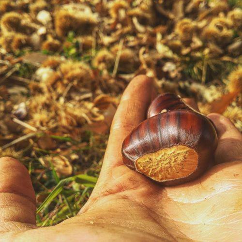 酒店 Agritur Calvola