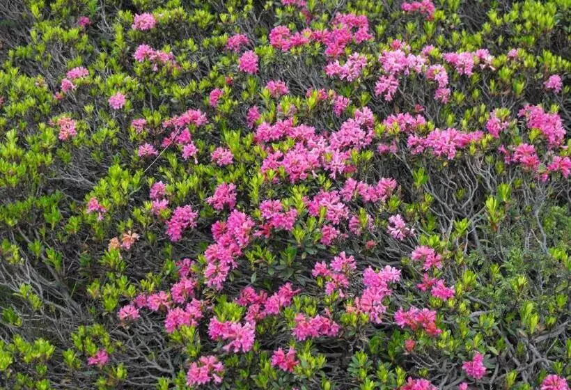 Hotelli Meublè Rosalpina