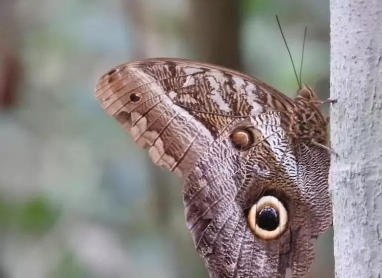 ホテル Pousada Da Dri Lodge