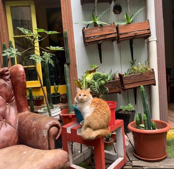 تختخواب و صبحانه Art Hostel Casa Chaman