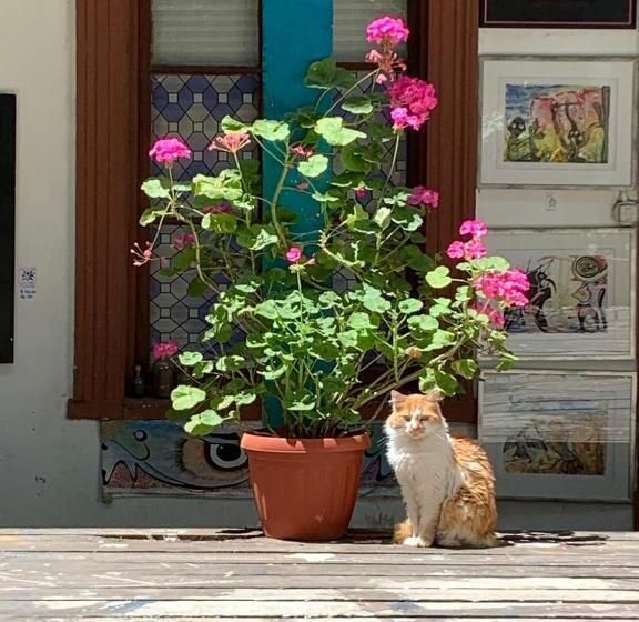 تختخواب و صبحانه Art Hostel Casa Chaman