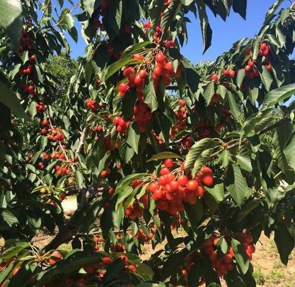 Campastrello Sport Hotel Residence