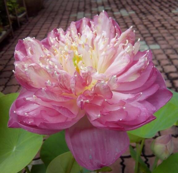 ホテル Sri Garden Sdn. Bhd