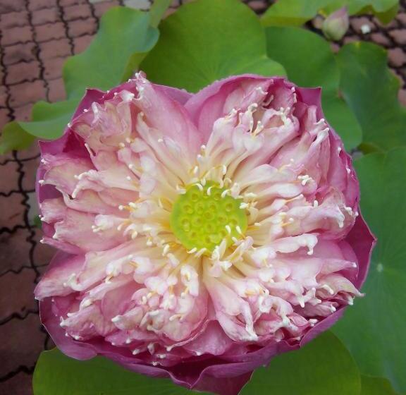 ホテル Sri Garden Sdn. Bhd