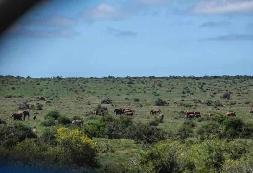 ホテル The Kraal Addo Guesthouse