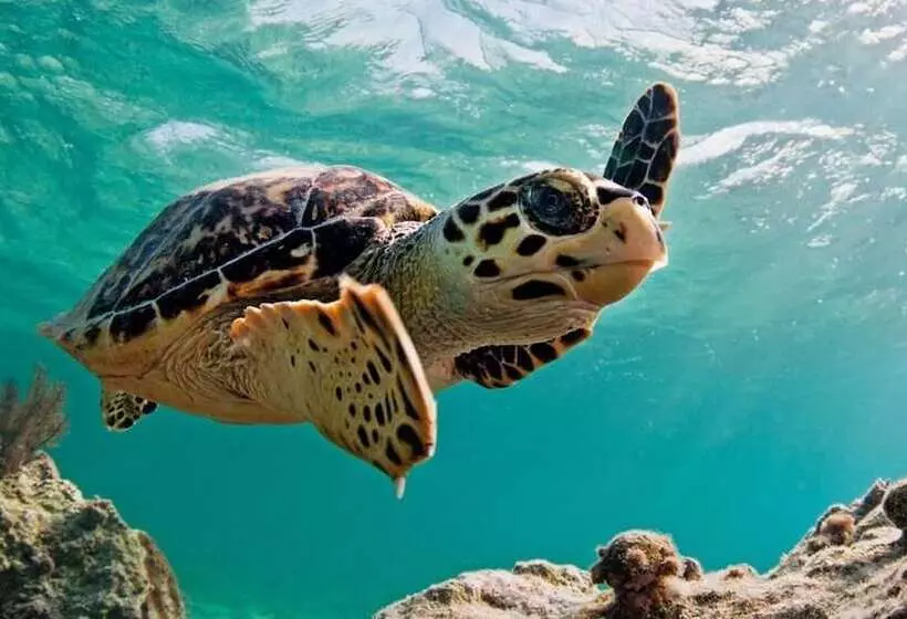 مسافرخانه Posada Acuario