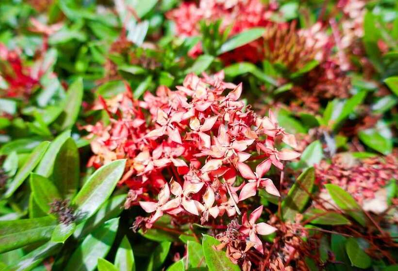 تختخواب و صبحانه El Pacifico